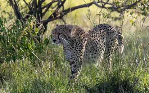 Pemandangan Kenya