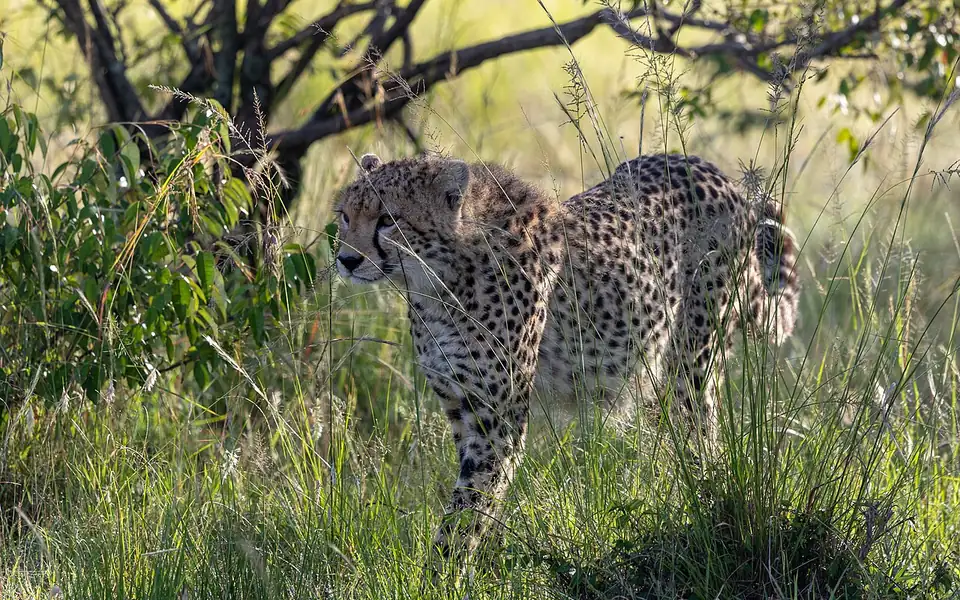 Pemandangan Kenya